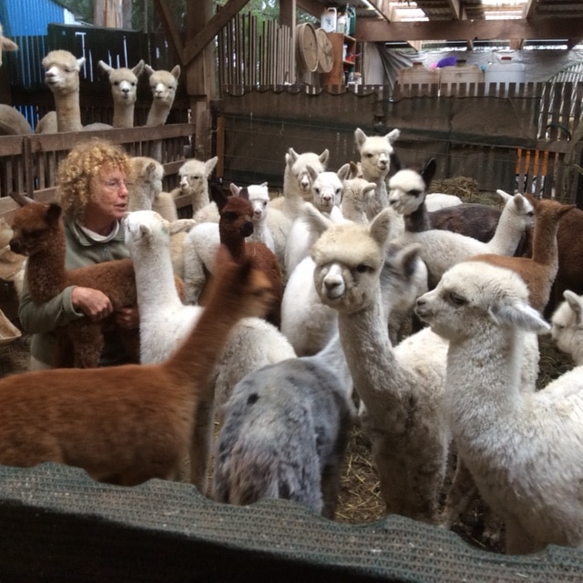 Brigitte with some of her lovely alpacas
